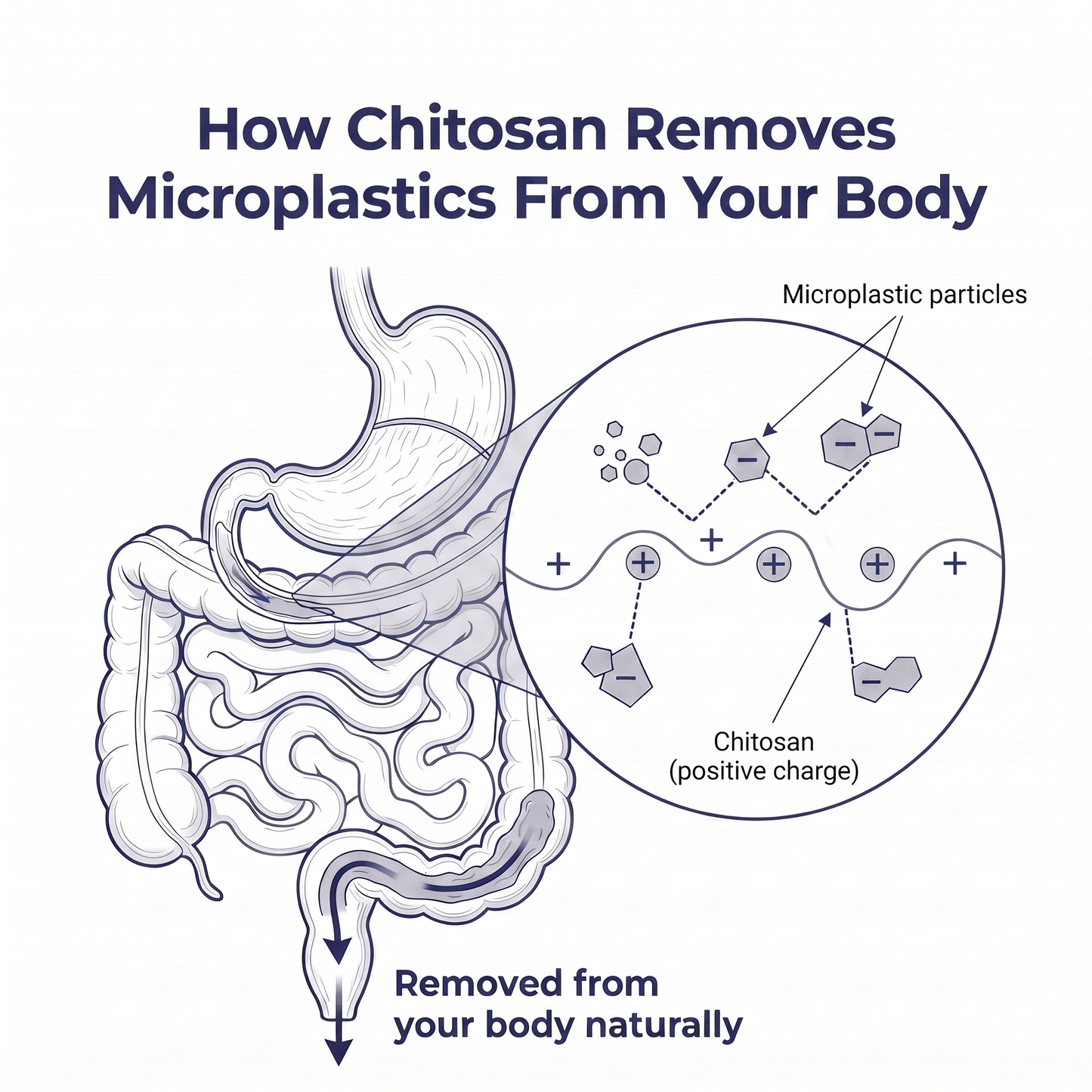 DetoxMe Chitosan 1200mg